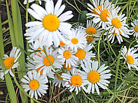 Ромашка луговая или Нивяник обыкновенный (Leucanthemum vulgare), саженец.