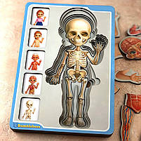 Пазл Анатомія людини, дівчинка, Ань-янь, дерево, 23 х 16 см., 38 дет. (ПСФ025), фото 2