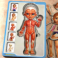 Пазл Анатомія людини, дівчинка, Ань-янь, дерево, 23 х 16 см., 38 дет. (ПСФ025), фото 3