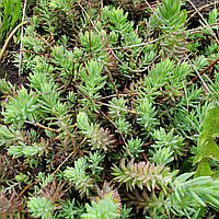 Саженец Седум (очиток) скальный ,отогнутый "Blue Spruce" (Sedum reflexum)