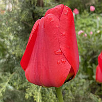 Тюльпан красный Apeldoorn (Апельдорн),черное донце, луковица с цветком