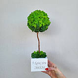 Дерево з моху. Топіарій з моху. Подарунок на день народження. 33-34 см висотою, фото 3