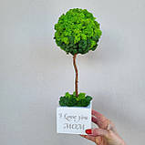 Дерево з моху. Топіарій з моху. Подарунок на день народження. 33-34 см висотою, фото 2
