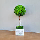Дерево з моху. Топіарій з моху. Подарунок на день народження. 33-34 см висотою, фото 6