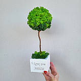 Дерево з моху. Топіарій з моху. Подарунок на день народження. 33-34 см висотою, фото 5