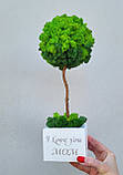 Дерево з моху. Топіарій з моху. Подарунок на день народження. 33-34 см висотою, фото 9