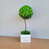 Дерево з моху. Топіарій з моху. Подарунок на день народження. 33-34 см висотою, фото 8