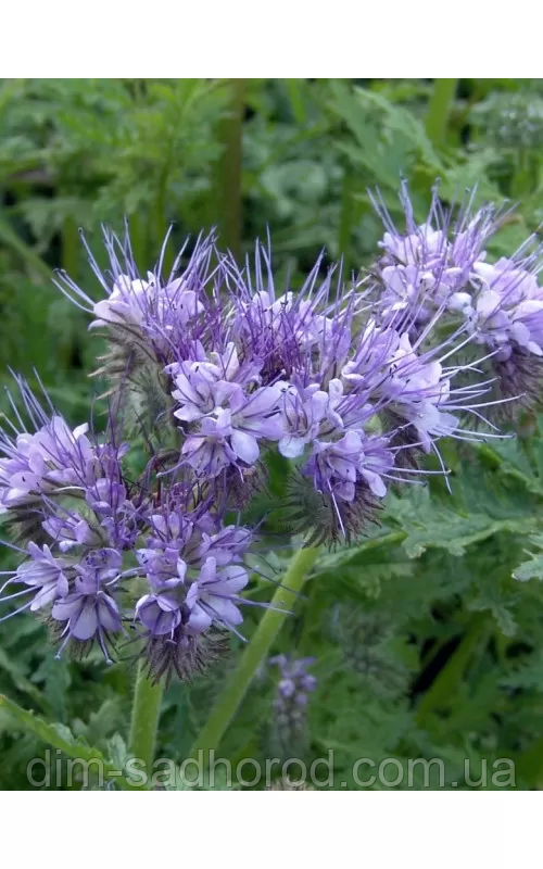 🌸 Фацелія (Phacelia) – універсальний сидерат і медонос - 5 кг, фото 1