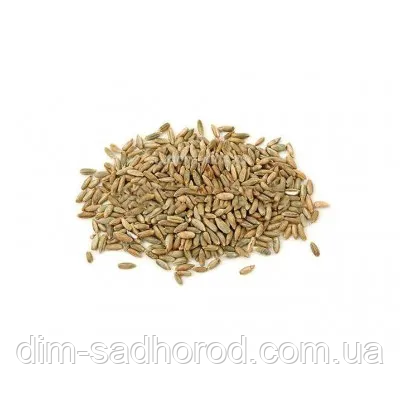 Жито на Сидерат 1 кг, фото 1