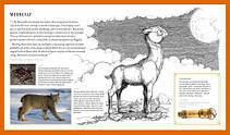 Fantastic Beasts: The Wonder of Nature, фото 5