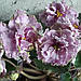 Фіалка ЛФ-Фламінго квітуча 220 листок 40 дітка 80, фото 2