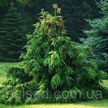Ялина звичайна Акрокона / С20 / h 50-60 / Picea abies Acrocona, фото 1