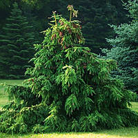 Ель обыкновенная Акрокона / С20 / h 50-60 / Picea abies Acrocona