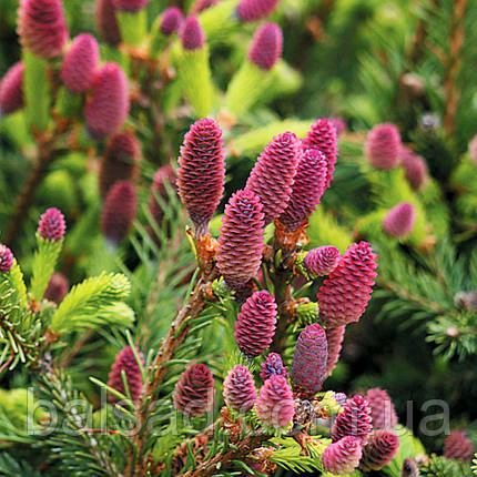 Ялина звичайна Акрокона / С20 / h 50-60 / Picea abies Acrocona, фото 3