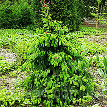 Ялина звичайна Акрокона / С20 / h 50-60 / Picea abies Acrocona, фото 4