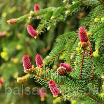 Ялина звичайна Акрокона / С20 / h 50-60 / Picea abies Acrocona, фото 3