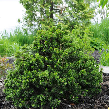 Ялина карликова Томпа / С20 / Picea abies Tompa, фото 2