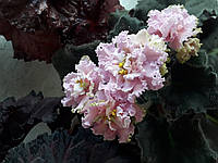Фиалка РМ-Саломея цветущая 220 лист 40 детка 80