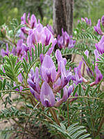 Astragalus: «корінь життя і його властивості»
