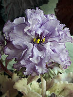 Фиалка НД-Китайская Шкатулка цветущая 250 лист 40, детка 80