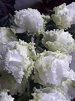 Фиалка ЛЕ-Ренесанс цветущая 250, лист 50 детка 80 Тел.0972841778