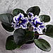 Фіалка Dn-Royal Blue квітуча 220 листок 40 дітка 80, фото 3