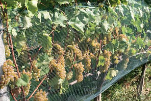 Сітка проти птахів 32.5 г/м² 2×50 м, фото 3