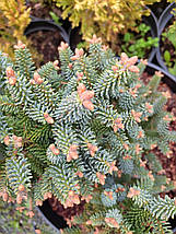 Ялиця іспанська Хорстман / h 25-30 / Abies pinsapo Horstmann, фото 5