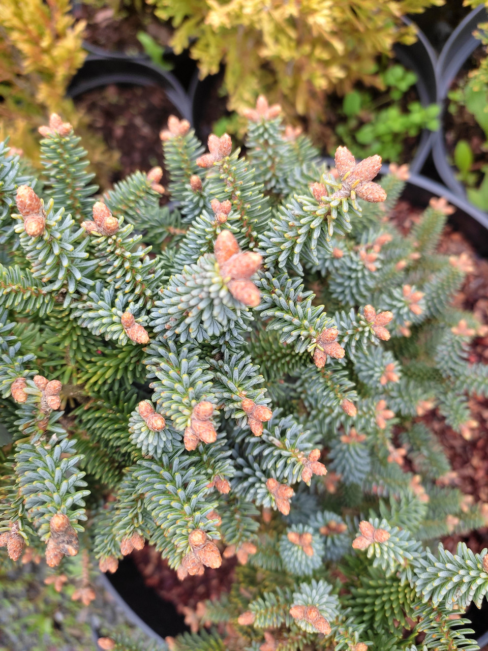 Ялиця іспанська Хорстман / h 30-40 / Abies pinsapo Horstmann - фото 4 - id-p1833855837