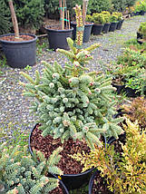 Ялиця іспанська Хорстман / h 25-30 / Abies pinsapo Horstmann, фото 6