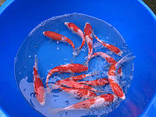 Коропи Коі 30 - 35 см, фото 2