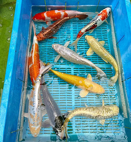 Коропи Коі 35 - 40 см, фото 1