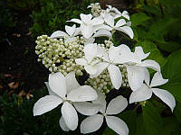 Гортензия метельчатая Great Star Hydrangea paniculata Great Star С15 Н120