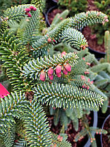 Ялиця іспанська Келлеріс / h 40-50 / Abies pinsapo Kelleriis, фото 4