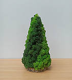 Ялинка з натурального стабілізованого моху – новорічний декор ручної роботи, фото 3