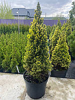 Ель канадская Дейзи Уайт (Picea glauca Daisy's White) 80 см