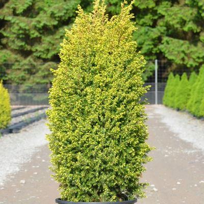 Можжевельник обыкновенный Голд Кон (Juniperus communis Gold Cone) 30см - фото 2 - id-p1834340249