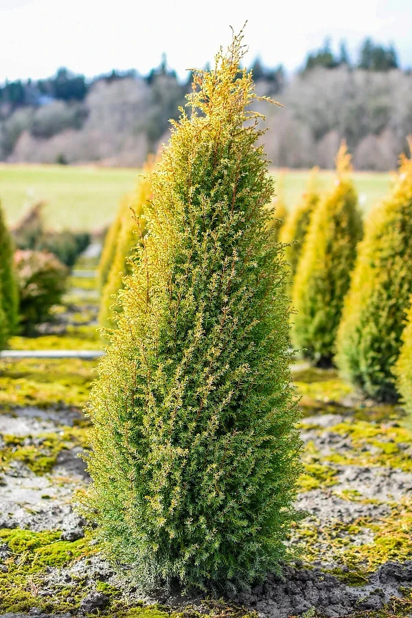 Можжевельник обыкновенный Голд Кон (Juniperus communis Gold Cone) 30см - фото 3 - id-p1834340249