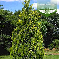 Chamaecyparis lawsoniana 'Alumigold', Кипарисовик Лавсона 'Алюміголд',P9 - горщик 9х9х9,20-30см