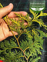 Thuja plicata 'Zebrina Extra Gold', Туя складчата 'Зебріна Екстра Голд',P9 - горщик 9х9х9,10-15см