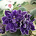 Фіалка ЛФ-Ляжний дощ квітуча 250 листок 50 дітка 80, фото 2