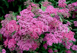 Спірея японська (бумальда) Ентоні Ватерер (Anthony Waterer)