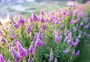 Спірея білларда Тріумфанс (Triumphans) мітловидна