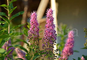 Спірея Дугласа (Spiraea douglasii) мітловидна, фото 5