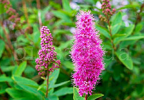 Спірея Дугласа (Spiraea douglasii) мітловидна, фото 4