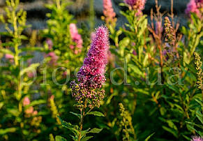 Спірея Дугласа (Spiraea douglasii) мітловидна, фото 1