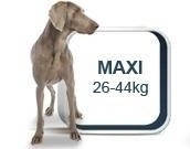 Royal Canin Maxi - для собак вагою від 25 кг до 45 кг