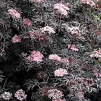 Бузина чорна Блек Лейс ('Єва' PBR) / Sambucus nigra Black Lace ('Eva' PBR), C1.5, 3роки, 20+см