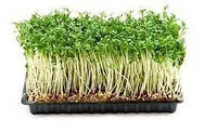 Насіння Крес-салат (перцева трава) мікрогрін (import)