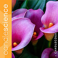 Аромаолія Candle Science Калла Лілія (Calla Lily) США для свічок та мила